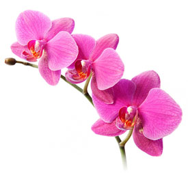 Orchid